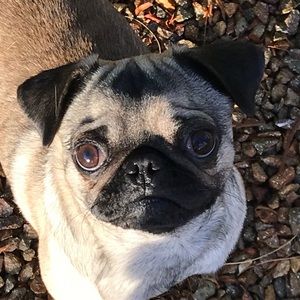 Meet your Posher, Frank